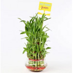 Friends Forever Three Layer Bamboo Plant